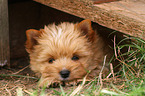 lying Yorkshire Terrier Puppy