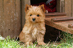 sitting Yorkshire Terrier Puppy