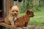 2 Yorkshire Terrier Puppies