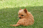 sitting Yorkshire Terrier Puppy