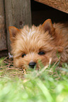 lying Yorkshire Terrier Puppy