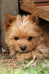 lying Yorkshire Terrier Puppy