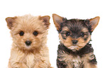 2 Yorkshire Terrier Puppies