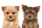 2 Yorkshire Terrier Puppies