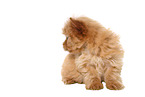 sitting Yorkshire Terrier Puppy