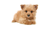 lying Yorkshire Terrier Puppy