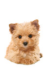 lying Yorkshire Terrier Puppy