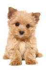 sitting Yorkshire Terrier Puppy