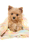 sitting Yorkshire Terrier Puppy