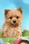 Yorkshire Terrier Puppy Portrait