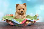 Yorkshire Terrier Puppy Portrait