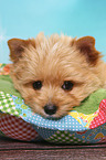 Yorkshire Terrier Puppy Portrait