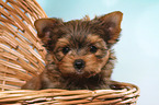 Yorkshire Terrier Puppy Portrait