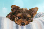 lying Yorkshire Terrier Puppy