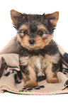 Yorkshire Terrier Puppy