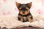 sitting Yorkshire Terrier Puppy