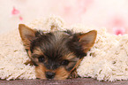 lying Yorkshire Terrier Puppy