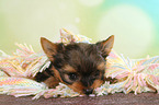 lying Yorkshire Terrier Puppy