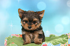 Yorkshire Terrier Puppy