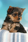 Yorkshire Terrier Puppy