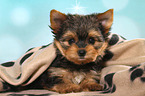 lying Yorkshire Terrier Puppy