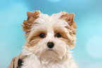 Yorkshire Terrier Puppy Portrait