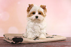 sitting Yorkshire Terrier Puppy