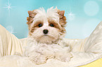 lying Yorkshire Terrier Puppy