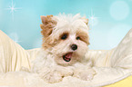 lying Yorkshire Terrier Puppy