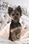 Yorkshire Terrier in bed