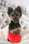 Yorkshire Terrier in bed