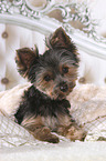 Yorkshire Terrier in bed