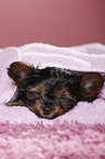 sleeping Yorkshire Terrier Puppy