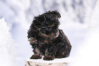 Yorkshire Terrier Puppy