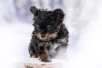 Yorkshire Terrier Puppy