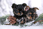 2 Yorkshire Terrier Puppies