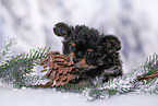 Yorkshire Terrier Puppy