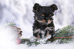 Yorkshire Terrier Puppy