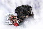 Yorkshire Terrier Puppy