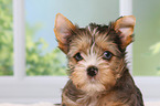 Yorkshire Terrier Puppy