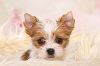 Yorkshire Terrier Puppy