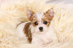 Yorkshire Terrier Puppy