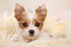 Yorkshire Terrier Puppy