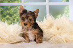 Yorkshire Terrier Puppy