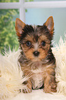 Yorkshire Terrier Puppy