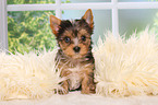 Yorkshire Terrier Puppy