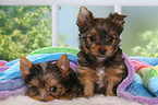 2 Yorkshire Terrier Puppies