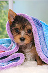 Yorkshire Terrier Puppy