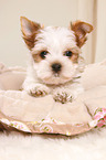 Yorkshire Terrier Puppy