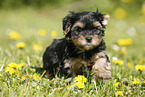 Yorkshire Terrier on meadow